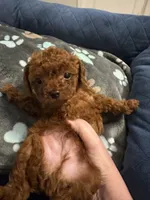 Teacup America, a male Cavapoo for sale in Hampstead, NC – 1 of 2