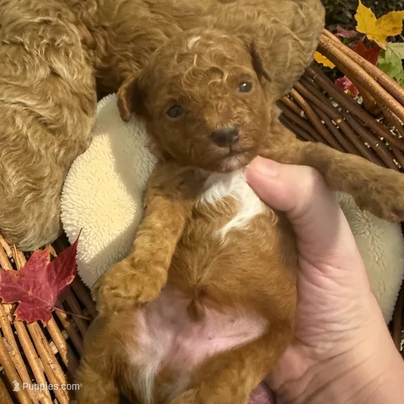 AKC Whiskey – Poodle - Toy  puppy for sale in Hampstead, NC