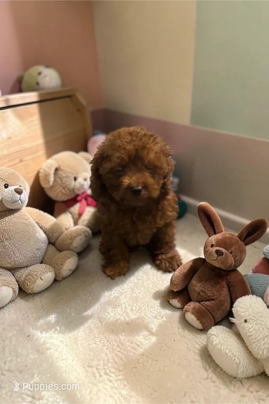 America (toy) – Cavapoo, Poodle - Toy  puppy for sale in Hampstead, NC