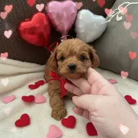 processed/8a9efacc-0015-4e9a-9427-ba5a57b448b0/listing/7925e83d-e086-4088-95bb-0def32fcc66b/1f32d526-c180-4c85-b93a-c9f3a1ac4608