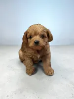 Bunny, a male Poodle - Toy  for sale in Hampstead, NC – Photo 2 of 2