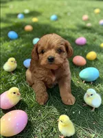 Bunny, a male Poodle - Toy  for sale in Hampstead, NC – Photo 1 of 2