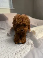 Teacup Freedom 3#, a male Cavapoo and Poodle - Toy  for sale in Hampstead, NC – 3 of 5