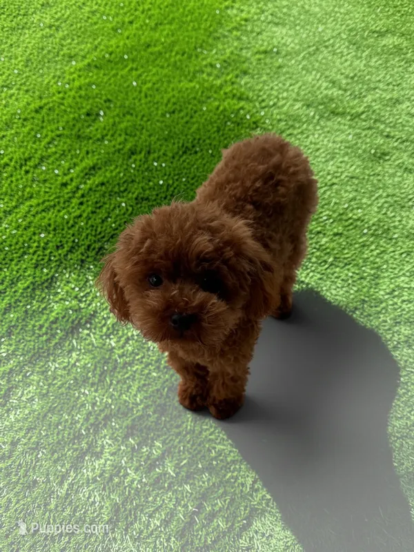 AKC Gigi – Poodle - Toy  puppy for sale in Hampstead, NC
