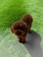 AKC Gigi, a female Poodle - Toy  for sale in Hampstead, NC – 1 of 3