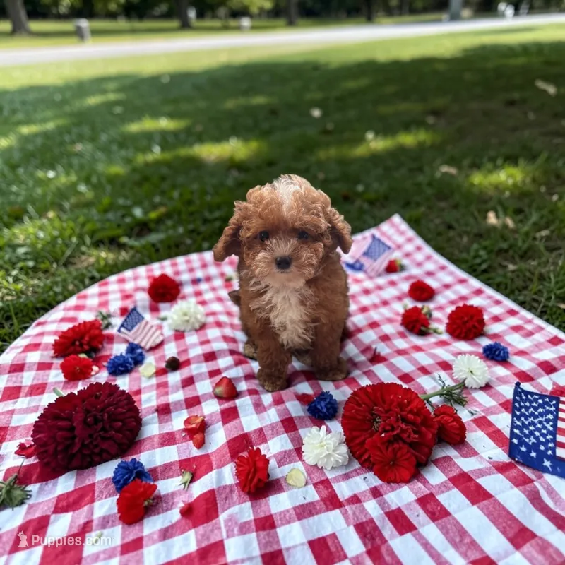 Teacup Cosmo 1.5# – Maltipoo puppy for sale in Hampstead, NC