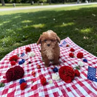 Teacup Cosmo 1.5#, a male Maltipoo for sale in Hampstead, NC – 1 of 5