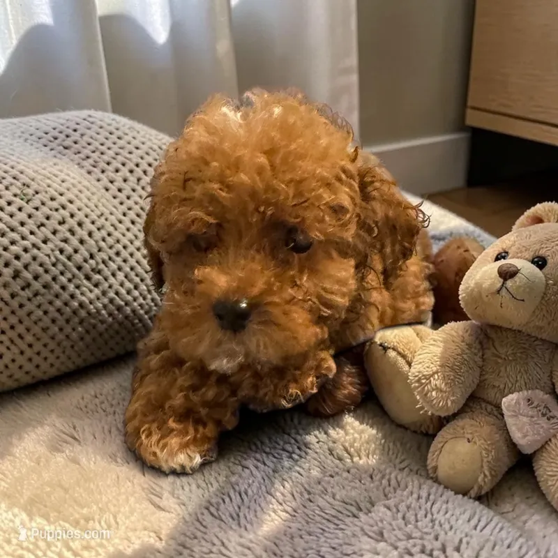 Teacup Jupiter – Maltipoo puppy for sale in Hampstead, NC