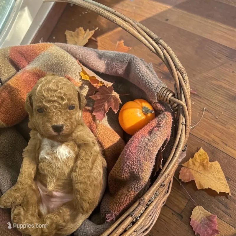 AKC Hunter – Poodle - Toy  puppy for sale in Hampstead, NC