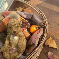 AKC Hunter, a male Poodle - Toy  for sale in Hampstead, NC – 1 of 2