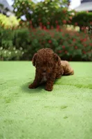 AKC Teacup Patriot 1#, a male Poodle - Toy  for sale in Hampstead, NC – 2 of 4