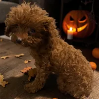 AKC Teacup Patriot 2#, a male Poodle - Toy  for sale in Hampstead, NC – 3 of 8