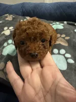 Teacup America, a male Cavapoo for sale in Hampstead, NC – 2 of 2