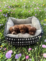 Teacup Jupiter, a male Maltipoo for sale in Hampstead, NC – 2 of 2