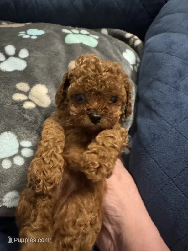 Teacup Freedom – Cavapoo, Poodle - Toy  puppy for sale in Hampstead, NC