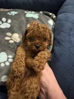 Teacup Freedom, a male Cavapoo and Poodle - Toy  for sale in Hampstead, NC – 1 of 2