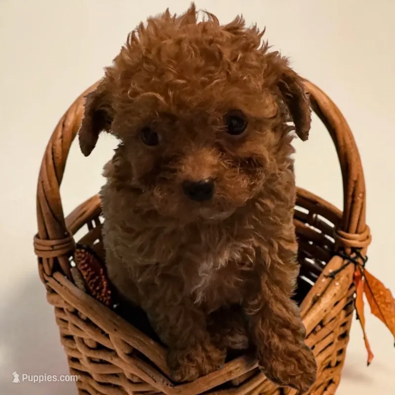 AKC Gigi – Poodle - Toy  puppy for sale in Hampstead, NC