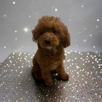 AKC Finn 8#, a male Poodle - Toy  for sale in Hampstead, NC – 2 of 4