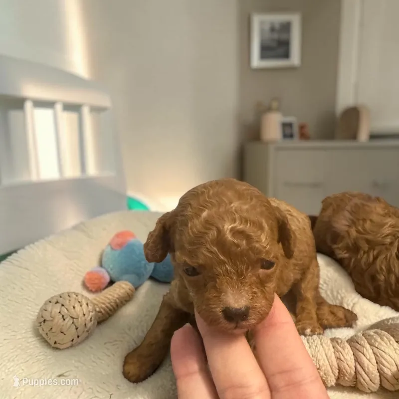 AKC River – Poodle - Toy  puppy for sale in Hampstead, NC