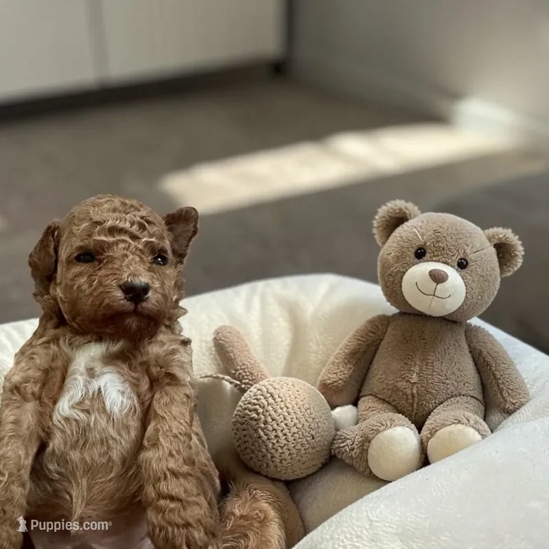 AKC Hunter – Poodle - Toy  puppy for sale in Hampstead, NC