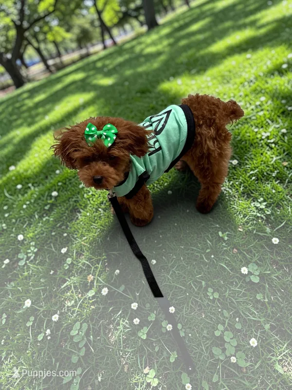 AKC Liam – Poodle - Toy  puppy for sale in Hampstead, NC