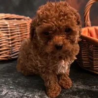 Boo, a male Poodle - Toy  for sale in Hampstead, NC – 1 of 5