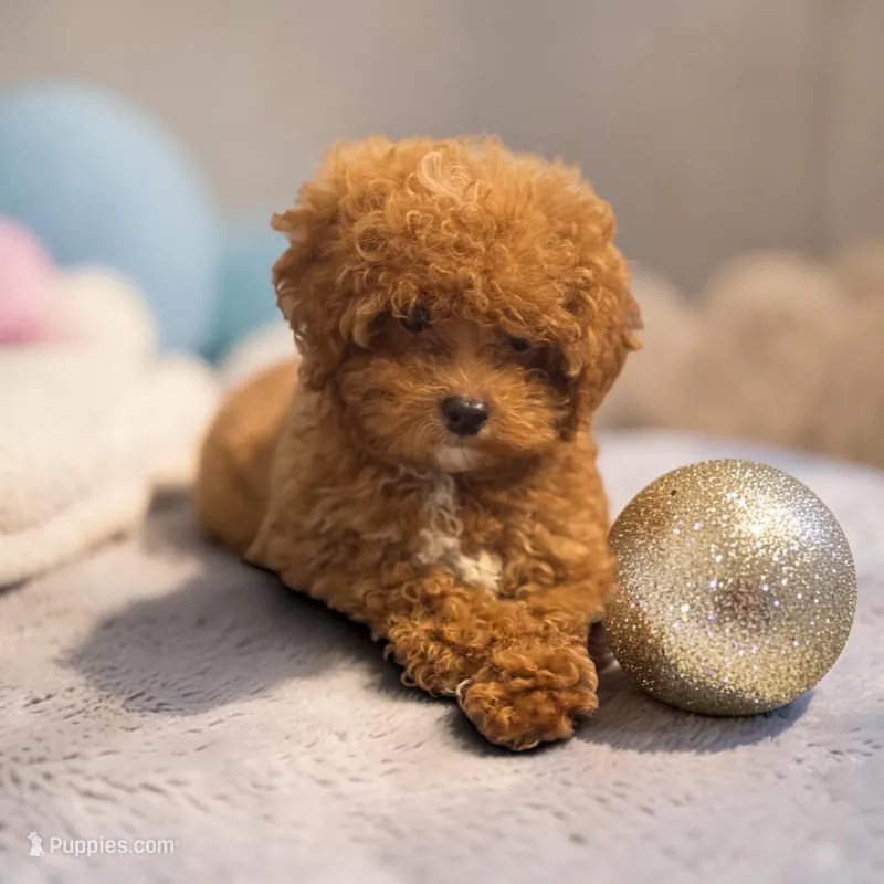Teacup Jupiter 2.4# – Maltipoo puppy on hold in Hampstead, NC