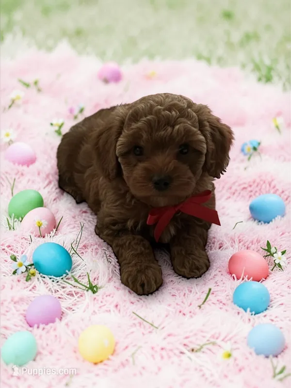 AKC Finn – Poodle - Toy  puppy for sale in Hampstead, NC