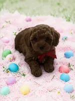 AKC Finn, a male Poodle - Toy  for sale in Hampstead, NC – Photo 1 of 2