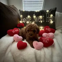 AKC Finn, a male Poodle - Toy  for sale in Hampstead, NC – Photo 1 of 2