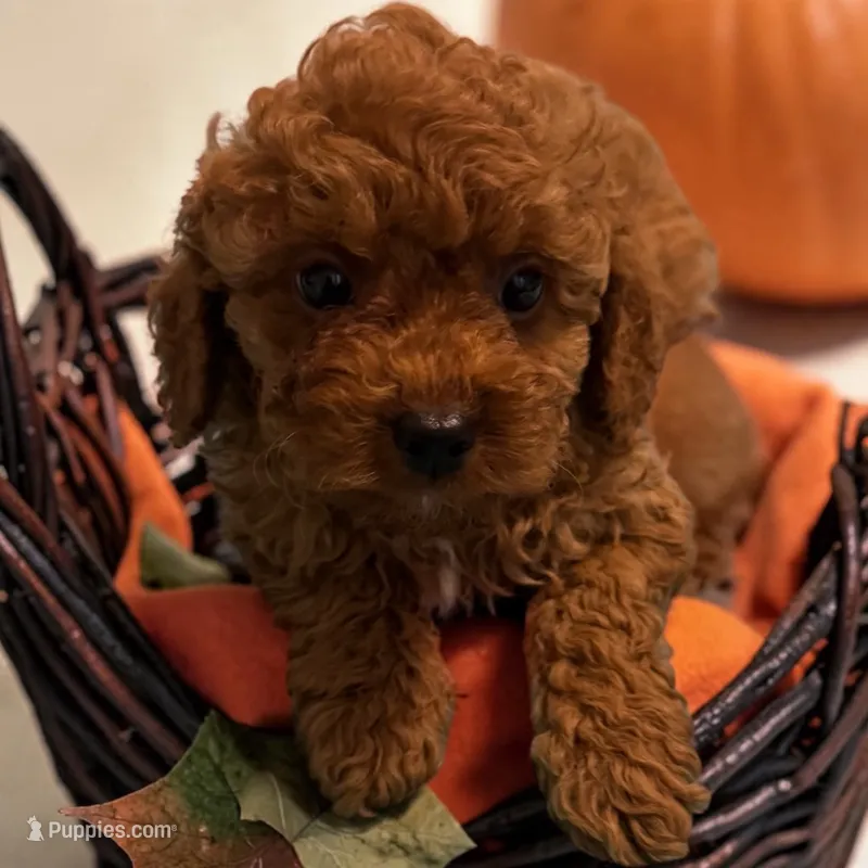 Teddybear – Poodle - Toy  puppy for sale in Hampstead, NC