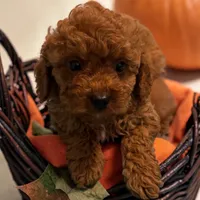 Teddybear, a male Poodle - Toy  for sale in Hampstead, NC – 1 of 5