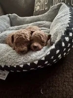  Gigi, a female Maltipoo for sale in Hampstead, NC – 2 of 3
