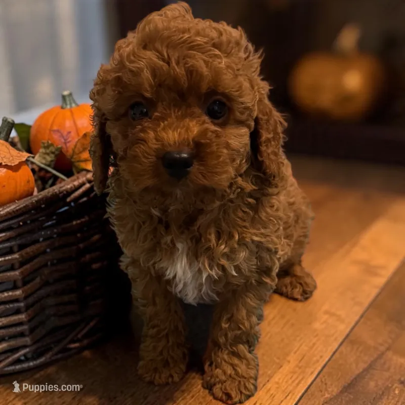 Hunter – Poodle - Toy  puppy for sale in Hampstead, NC