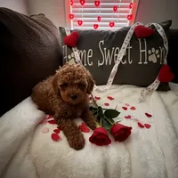 AKC Irish, a male Poodle - Toy  for sale in Hampstead, NC – Photo 1 of 2