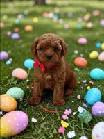 AKC Irish, a male Poodle - Toy  for sale in Hampstead, NC – Photo 1 of 2