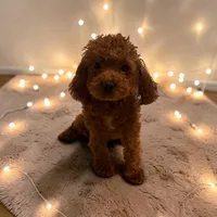 AKC Irish, a male Poodle - Toy  for sale in Hampstead, NC – 2 of 4