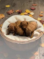 AKC Whiskey, a male Poodle - Toy  for sale in Hampstead, NC – 2 of 2