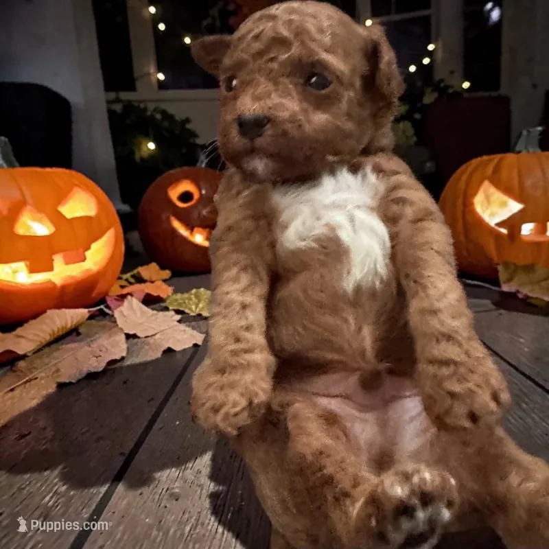 AKC Henry – Poodle - Toy  puppy for sale in Hampstead, NC