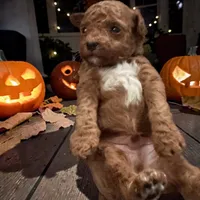 AKC Henry, a male Poodle - Toy  for sale in Hampstead, NC – 1 of 4