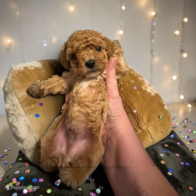 Teacup Scout – Poodle - Toy  puppy for sale in Hampstead, NC