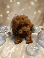 Teacup Freedom 3#, a male Cavapoo and Poodle - Toy  for sale in Hampstead, NC – 2 of 5