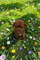 AKC Teacup Patriot 1#, a male Poodle - Toy  for sale in Hampstead, NC – 3 of 4