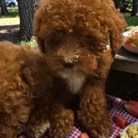 Teacup Gizmo 1.8#, a male Maltipoo for sale in Hampstead, NC – 3 of 5