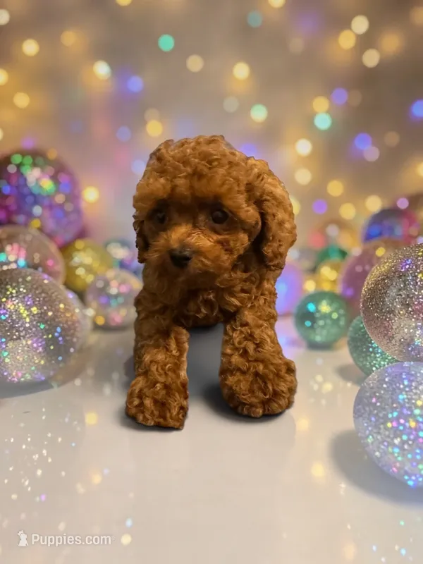 Teacup Freedom – Cavapoo, Poodle - Toy  puppy for sale in Hampstead, NC