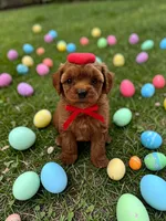 AKC Teacup Teddy, a male Poodle - Toy  for sale in Hampstead, NC – Photo 1 of 2