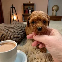 AKC Teacup Teddy, a male Poodle - Toy  for sale in Hampstead, NC – Photo 2 of 2