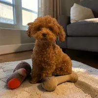 AKC Liam, a male Poodle - Toy  for sale in Hampstead, NC – 2 of 3