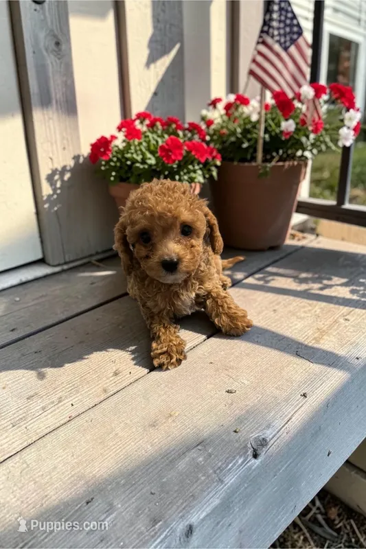 Teacup Scout – Poodle - Toy  puppy for sale in Hampstead, NC
