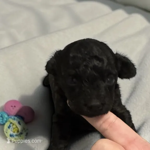 Silky – Poodle - Toy  puppy for sale in Hampstead, NC